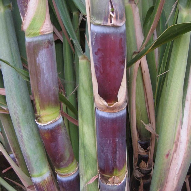 Fresh Live Sweet Deep South Blue Sugar Cane Plant 1-2' Tall Sugar Ratoon
