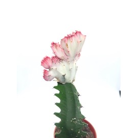 Euphorbia Lactea Cristata variegata - Live House Plant in 4'' Pot (Ships from Malibu Tropical Nursery in California), Pink-Green