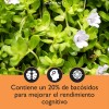 Suplemento en cpsula Newmanity MineralesVitaminas de Adaptogens Bacopa Monnieri x