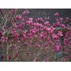 Tree Ann Magnolia Tree/Shrub - 6-12" Tall Live Plant -