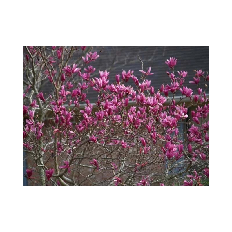Tree Ann Magnolia Tree/Shrub - 6-12" Tall Live Plant -