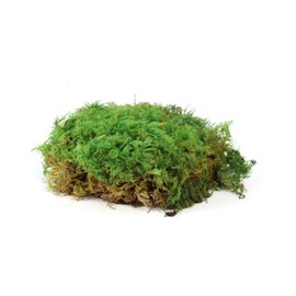 sphagnum-shop.com Fern Moss Preserved for Moss Pictures Decorative Moss Premium Quality Green Window Box 0.2 m²