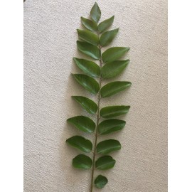 350+ Curry Leaves on Stems, Curry Leaves, Murraya Koenigii, Kadi Patta. NOT A Plant.