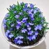 20000+ Magic Blue Creeping Thyme Seeds for Planting Ground Cover