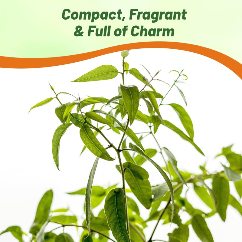 Outsidepride Lemon Bush Eucalyptus Seeds - 25 Pcs. Perennial, Easy