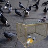 15" H Chicken Pigeon Trap Cage Birdcage Small Animal Trap