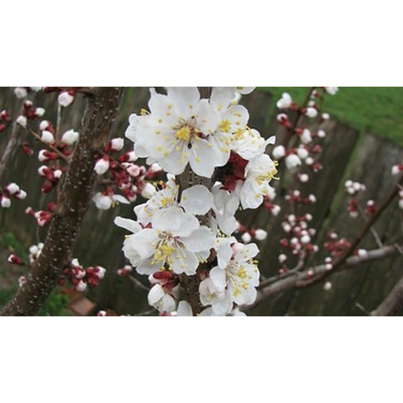 Tree 2 Weeping Cherry Trees - 6-12" Tall Seedlings -