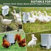 8-Pack Automatic Chicken Waterer Cups - No Waste Poultry Watering
