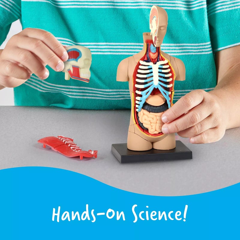 Learning Resources Human Body Model, 31 Pieces, Grades 3+, Ages