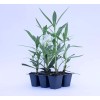 CitronellaKing 3 White Oleander “Sister Agnes” Nerium Oleander, 2.5" Nursery