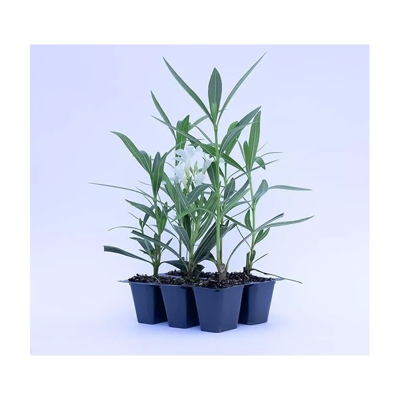 CitronellaKing 3 White Oleander “Sister Agnes” Nerium Oleander, 2.5" Nursery