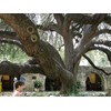 Southern Live Oak Tree | Quercus Virginiana | 10 Live