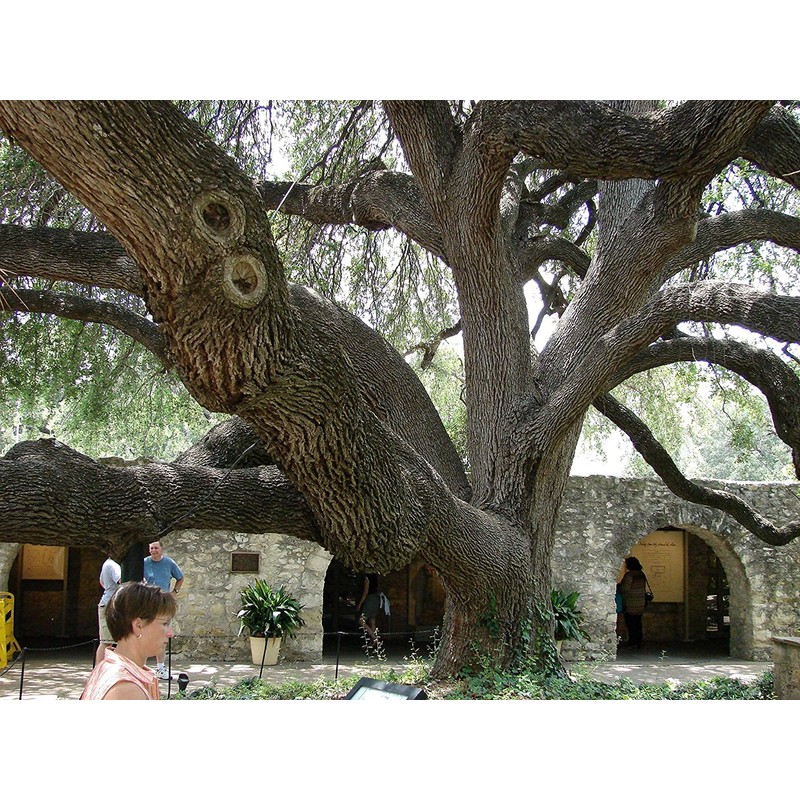 Southern Live Oak Tree | Quercus Virginiana | 10 Live