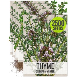 Seed Needs Thyme Seeds for Planting - Non-GMO Heirloom & Untreated Perennial Herb Seed to Plant a Culinary Kitchen Garden Indoors or Outdoors (5 Packs)