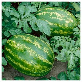 Everwilde Farms - 1/4 Lb All Sweet Watermelon Seeds - Gold Vault