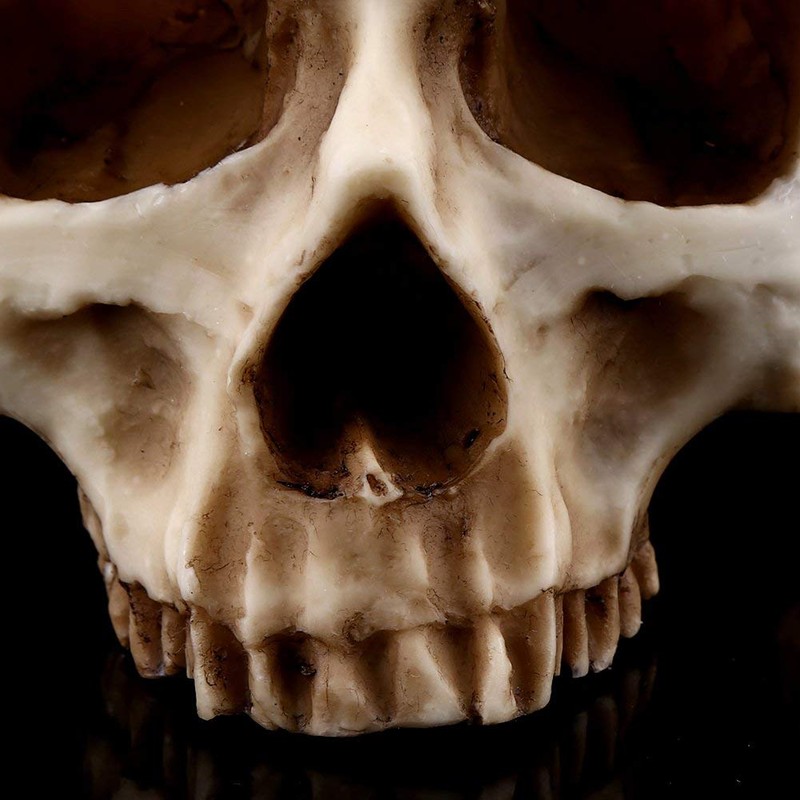 Skull Planter Key Bowl Fake 1 Piece Resin Skull Head
