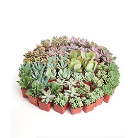 Shop Succulents Assorted Succulent Plant Pack Collection - Live Mini Succulent Plants, Low Maintenance, Mixture of Colors & Textures - Wedding and Party Favors, Gift & Garden, Pack of 64