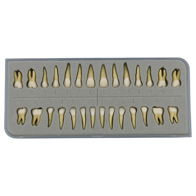 1 caja de dientes modelo dental modelo 28 piezas 1:1
