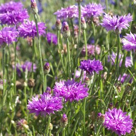 Outsidepride Cornflower Mauve - 2000 Seeds