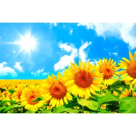 ND Tapestry Sunflower Flower Bouquet Summer Flower Plant Sun Monet Gogh Blue Sky Green Gardening Fabric Interior Telework Background Remote Work Large Wall Cloth Blindfold Room Decoration Room Divider