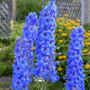 Sky Blue Delphinium Tall Seeds 30+ Seeds for Planting