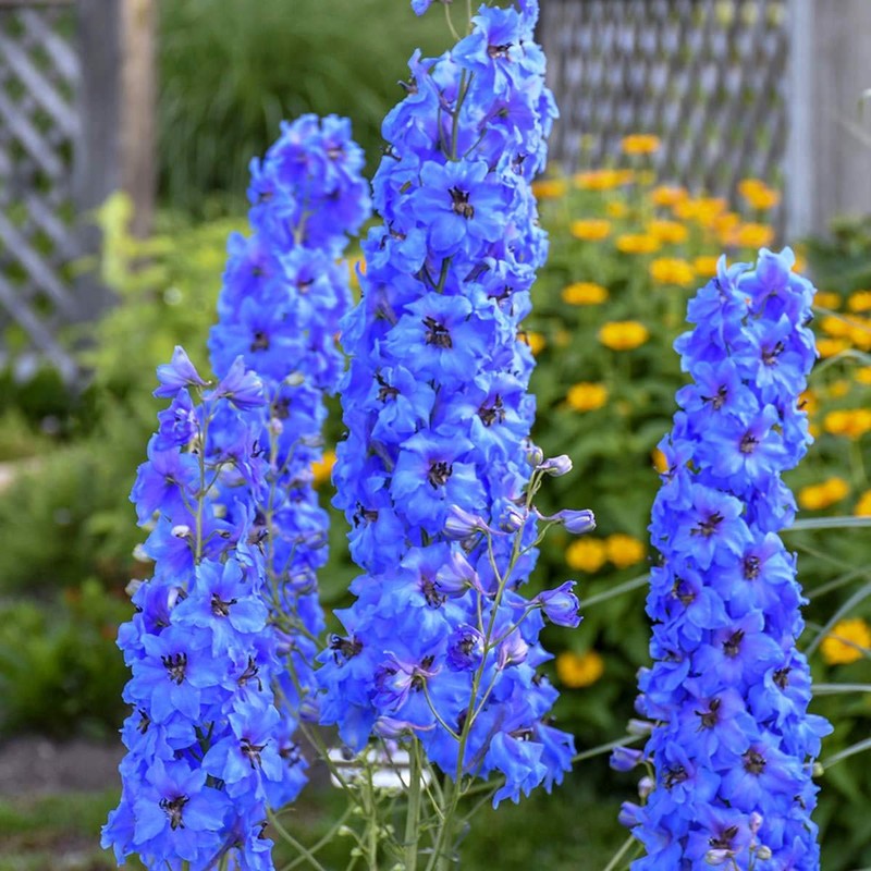 Sky Blue Delphinium Tall Seeds 30+ Seeds for Planting