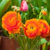 Utopia Seeds 12 Orange French Peony Ranunculus Corms