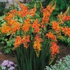 3 Prince of Orange Crocosmia Blubs - Grows 30-48" Tall.