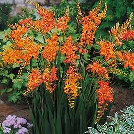 3 Prince of Orange Crocosmia Blubs - Grows 30-48" Tall.