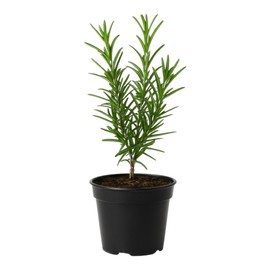 Rosemary Live Plant (Romero/Rosmarinus Officinalis) – 5 to 7 Inches Tall, Rooted in 2-Inch Pot - Evergreen Herb with Fragrant Needle-Like Leaves
