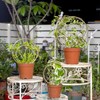 Mirthdino Hoya Trellis- Metal Plant Trellis Indoor 3-Pack for Climbing