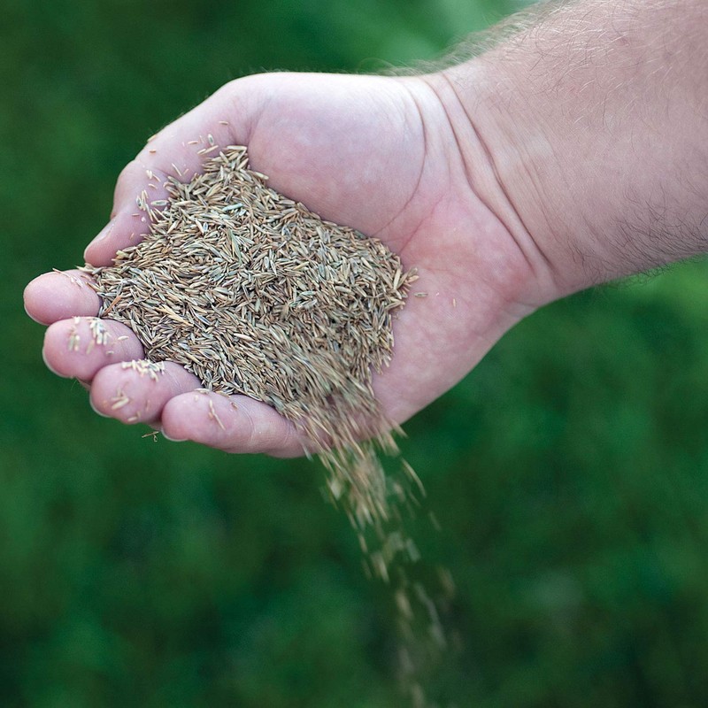 Canada Green Grass Lawn Seed - 4 Pound Bag Grows