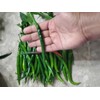 home grown Finger Hot Chilli pepper HEIRLOOM 50+ seeds 100%