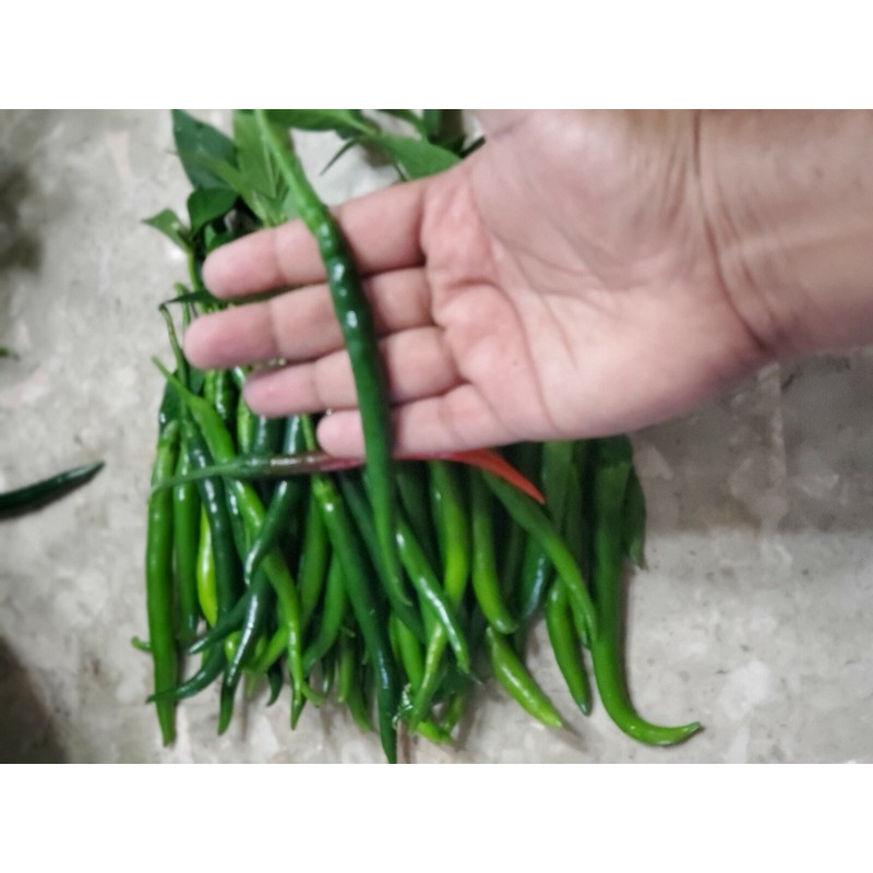 home grown Finger Hot Chilli pepper HEIRLOOM 50+ seeds 100%