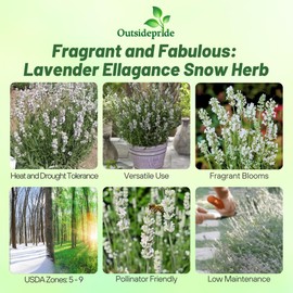 Outsidepride Ellagance Snow Lavender Seeds - 50 Pcs Perennial, Drought-Tolerant & Pollinator Friendly Herb Seeds for Planting Fragrant and Delicate Flowers with White Blooms for Xeriscaping Gardens