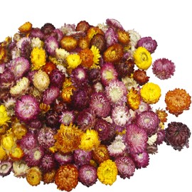 CITYES 240 Pcs Natural Dried Daisy Flowers Heads Bulk Gerbera Daisies Multicolor Real Sunflowers Chrysanthemum with Jute Rope and Needle Dry Flower Arrangements for DIY Craft Wedding Decor Home Party