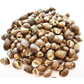 1/2 Lb (300+) Hand Selected Nerita Columbella Shells - Tiny (3/8" - 7/8") Chocolate Brown with Stripes Perfect for Beach Crafts, Nautical Decor, Coastal Cottage Vase Filling