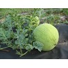 RAISE ME UP: Seeds Mickylee Watermelon Non GMO Heirloom