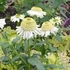 Double White Coneflower Seeds Perennial Fragrant Cut Flowers Drought Tolerant