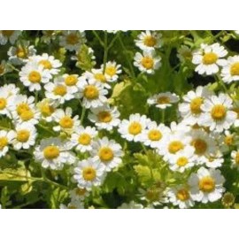 Natures Potions Ltd FEVERFEW SEEDS, 100 Seeds. Chrysanthemum Parthenium, Medicinal Herb, Perennial