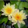 4 Pack Live Water Lily Tubers Plants Colorful Pond Freshwater