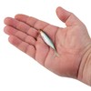 Berkley Powerbait The Champ Minnow Fishing Soft Bait, 3.4- Inch