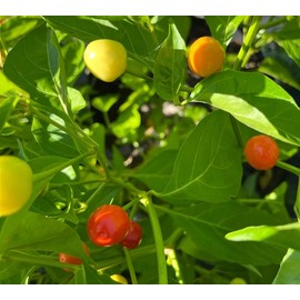 Aji Sopa Puerto Rico Heirloom Pepper Premium Seeds for Planting Packet
