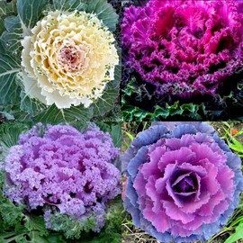 Colorful Japanese Ornamental Cabbage Osaka Mix Decorative Seeds for Planting 50+ Seeds Flowering Kale Mix