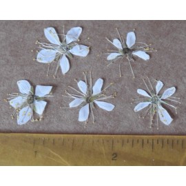 5 Dried Pressed White Flowers for Art, Crafts, Papermaking, Stickers