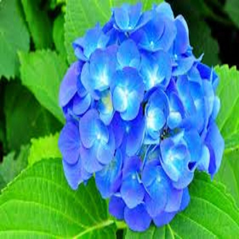 Hydrangea Home Fragrance Oil for Oil Warmer and Mist Diffusers