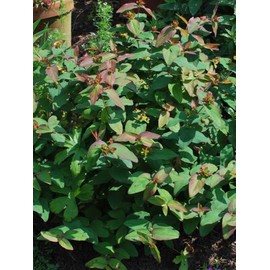 Perennial Farm Marketplace Hypericum a. 'Albury Purple' (St. John's Wort) Perennial, Size-#1 Container, Purplish-Red Leaves with Yellow Flowers