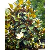 Southern Magnolia Grandiflora | 3 Live Trees | Beautiful Evergreen