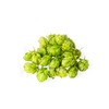 Hop Blossoms Whole 100 g | Hop Blossom Tea |