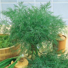 CEMEHA SEEDS - Seeds Dill Mammoth 40 Days Non GMO Vegetable for Planting 2000 Seeds